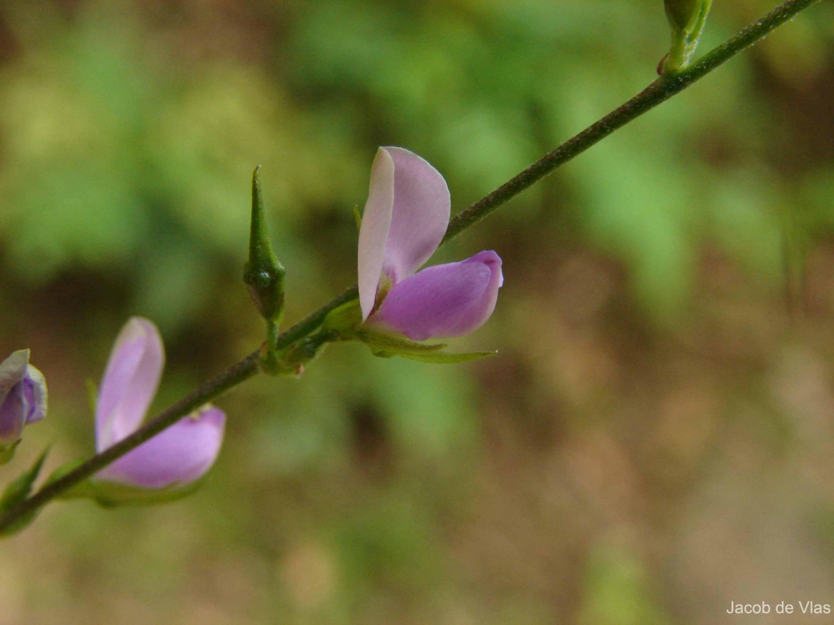 Galactia striata (Jacq.) Urb.